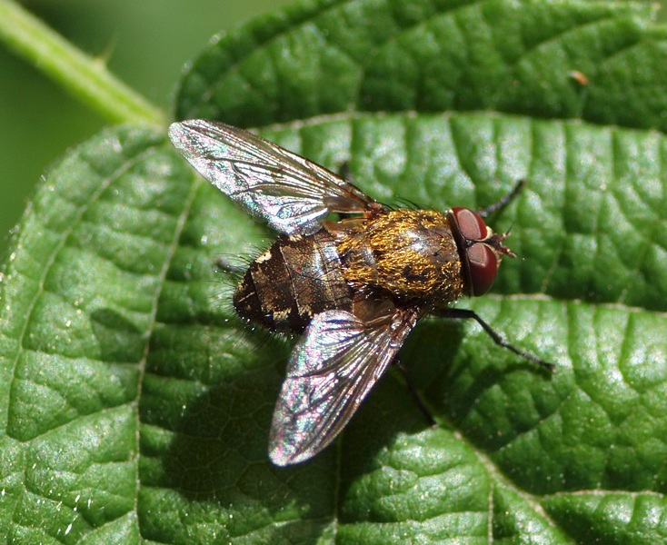 Calliphoridae Pollenia